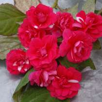 Бальзамин клубника со сливками, в Москве