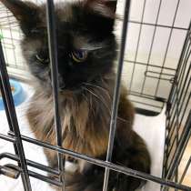Очень ласковый и нежный молодой котик в добрые руки, в Москве