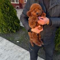 Toy poodle / miniature, в г.Венеция