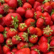 Домашняя клубника, в Геленджике