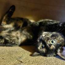 Милая котопомощница, в Санкт-Петербурге