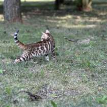 Бенгальские котята, в г.Канзас-Сити