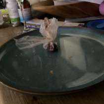 Самодельные шоколадные Моти в пакетах, в Краснодаре