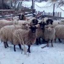 Продам БАРАНОВ, в Оренбурге