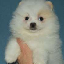 Померанский шпиц, в г.Бремен