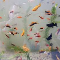 Меченосцы, моллинезии, гуппи, в Москве