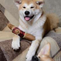 Акита ину, в г.Минск