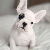 French Bulldog, в г.Милан