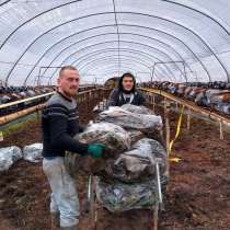 Предоставляем трудоустройство в Великобритании(рабочая виза, в г.Лондон