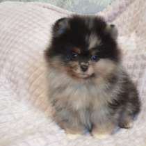 Шпиц ищет новую семью!, в г.Тбилиси