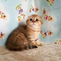 ЗОЛОТАЯ ПЯТНИСТАЯ КОШЕЧКА, в Казани