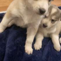 Чехословацкая волчица папа хаски, в г.Караганда