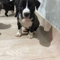 Шикарная черная девочка Амстаффа резерв ркф, в Москве