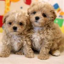 Maltipoo F - 1. Boy's, в г.Бранденбург