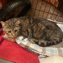 Ласковая молодая кошечка Сонечка, тургеневская барышня в дар, в Санкт-Петербурге