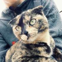 Британская вислоухая, в Томске