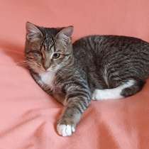 Полосатое очарование, котенок-подросток Ласкуша ищет дом, в Москве