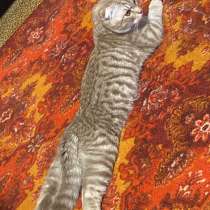 Шотландский вислоухий котик, в Туле