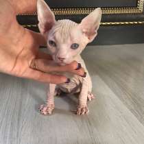 Бронь канадский сфинкс, в Москве