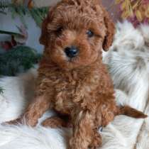 Toy poodle. Той пудель, в г.Будва