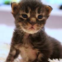 Sasquatch Мейн-Кун Мальчик Лесного окраса, в Пскове