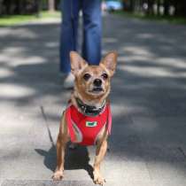 Малыш Тобби в добрые руки, в Москве
