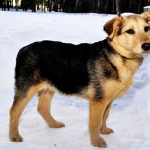 Отдам в добрые руки!, в Москве