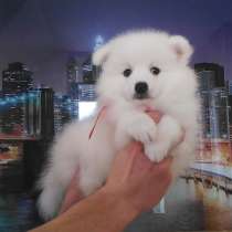 Щенки японского шпица, в Екатеринбурге