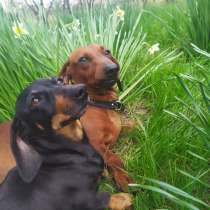 Продам Мини такса, в г.Харьков