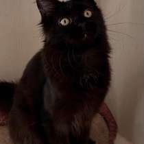 Мейнкун девочка, в г.Одесса