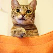 Пока хозяин в отъезде, его кошечку обижают, в Москве