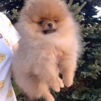 Померанский шпиц. Мини, мелкий стандарт, в г.Берлин