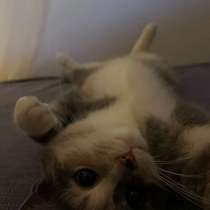 Кошка в добрые руки, в Химках