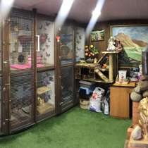 Гостиница для животных Cat Days. Передержка котов, в г.Гомель