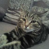 Красная община 98 -книга написанная в стиле роман в детектив, в Воронеже