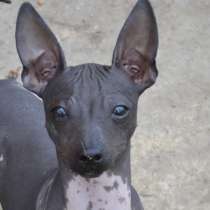 Американский Голый Терьер, в Краснодаре