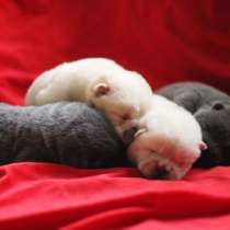 Щенки чау-чау, в Москве