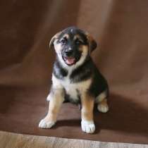 Четыре сыночка и лапочка дочка! Щенки, метисы хаски в дар, в Москве