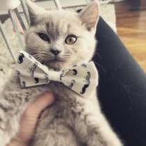 Продам милого котёнка Scottish Strite, в г.Кламар