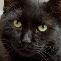 Котик Настоящий Мужчина, в Москве