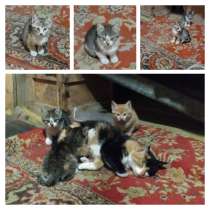 Котята ищут дом, в Южно-Сахалинске