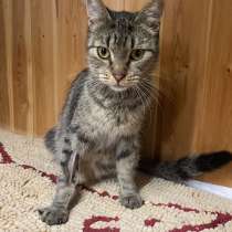 Чудесная кошечка в добрые руки, в Санкт-Петербурге