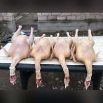 Продаётся индюки и индюшки, в Баксане