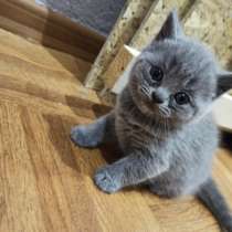 Котята шотландские, в г.Брест