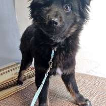 Ласковый, очень умный домашний щенок Тимур ищет дом, в Москве
