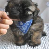 Маленький мальчик ши-тцу, в Москве