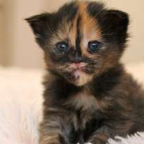 Мейн-Кун Девочка Pocahontas, в Казани