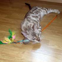 Шикарный мальчик бенгал, в г.Прага