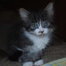 Отдадим в хорошие руки, в г.Кишинёв