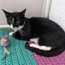 Маленькая королева Сима в добрые руки, в Санкт-Петербурге